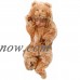 Cuddly Bear Infant Costume   554669276